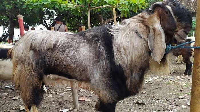 Kambing Jawa